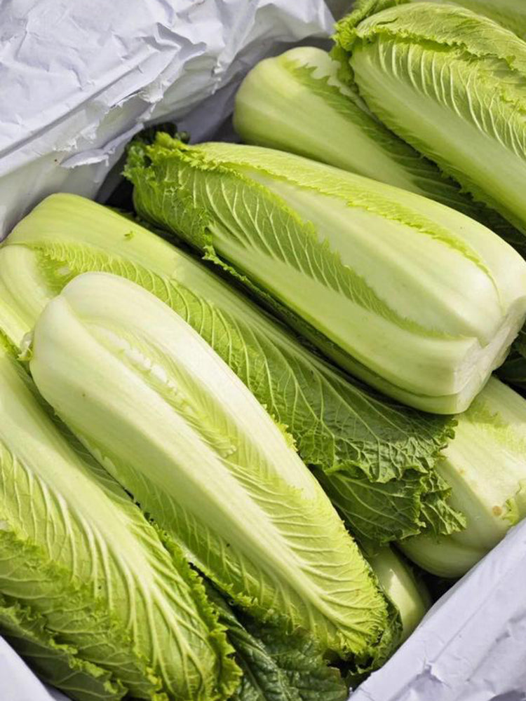 'Green Bamboo 70' Chinese Cabbage