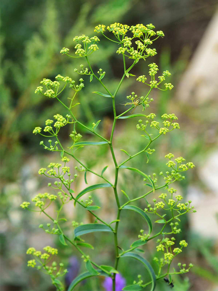 Bupleurum chinense