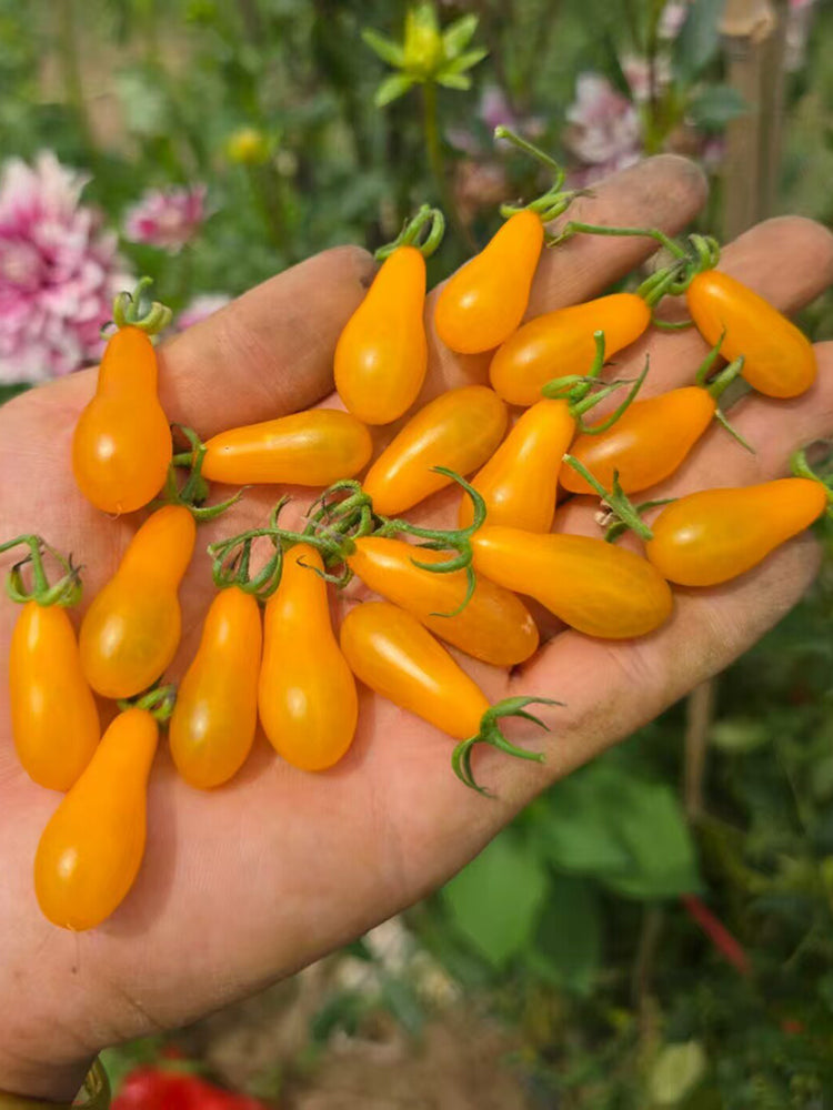 1021 Wild Tiny Yellow Pear Tomato