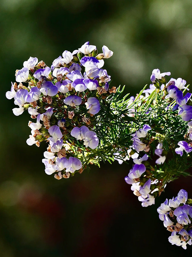 Feather-leaved Psoralea