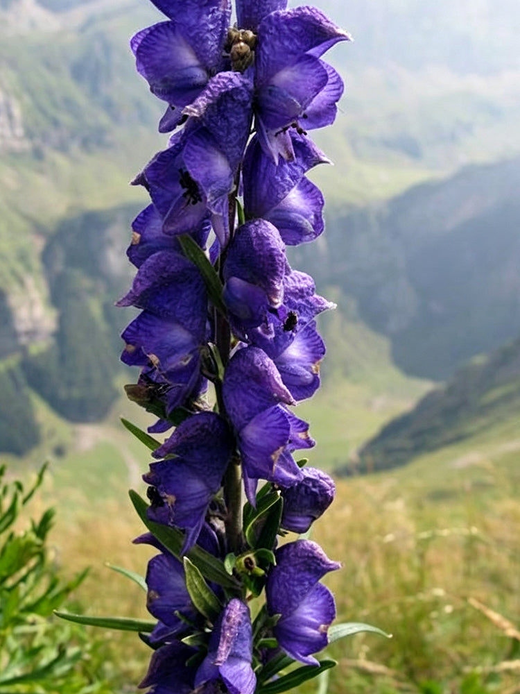 European Aconite