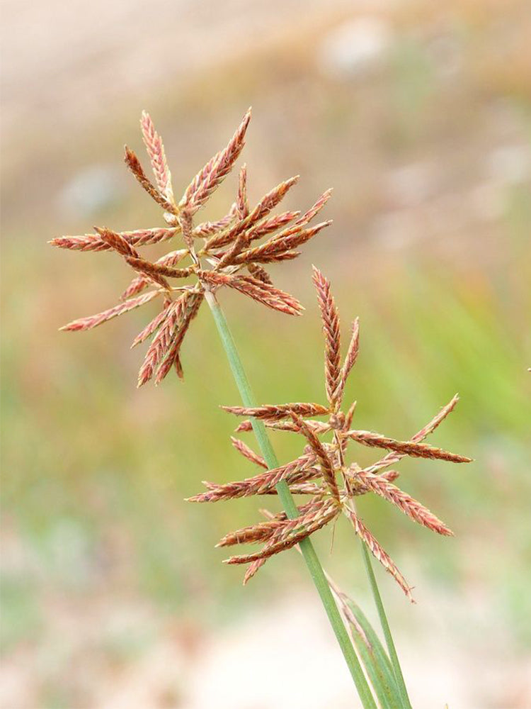 Nutgrass