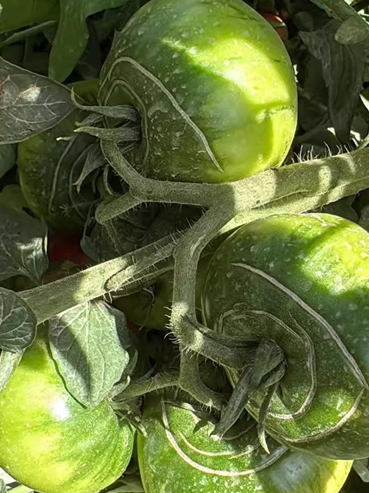 Krim Tomato