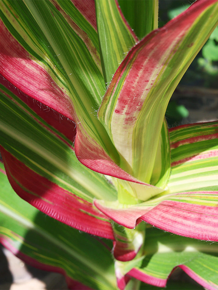 Variegated Ornamental Corn