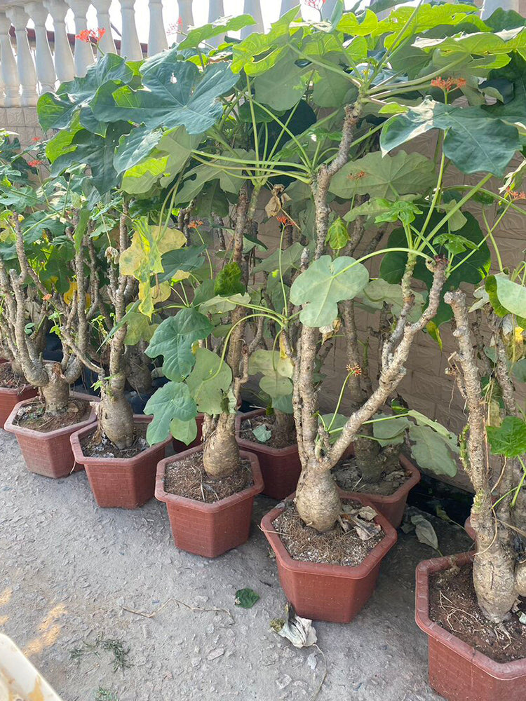 Buddha Belly Plant