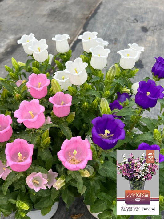 Hezhichun Mixed Color Canterbury Bells