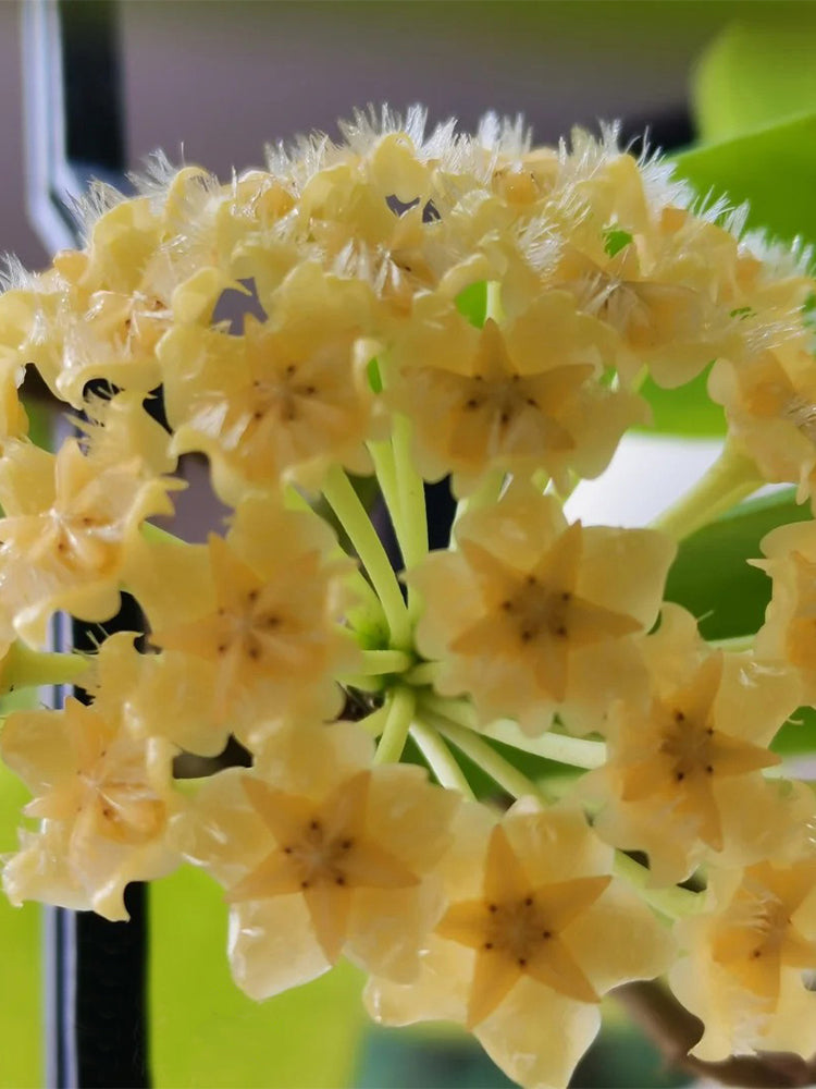 Hoya mindorensis 'Yellow Form' Unrooted Stem Cuttings
