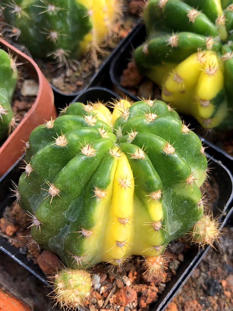 Echinopsis subdenudata Variegata