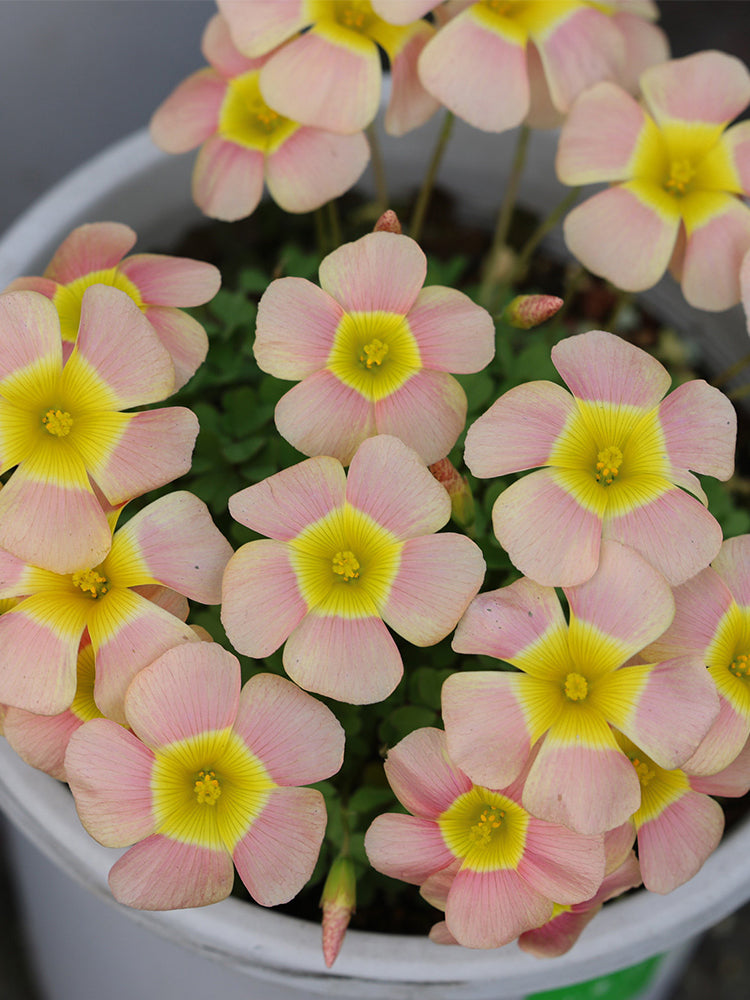 Oxalis 'Day Dream C'