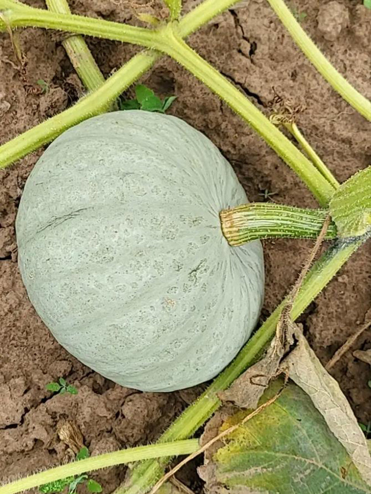 Large White Flat-Seeded Pumpkin