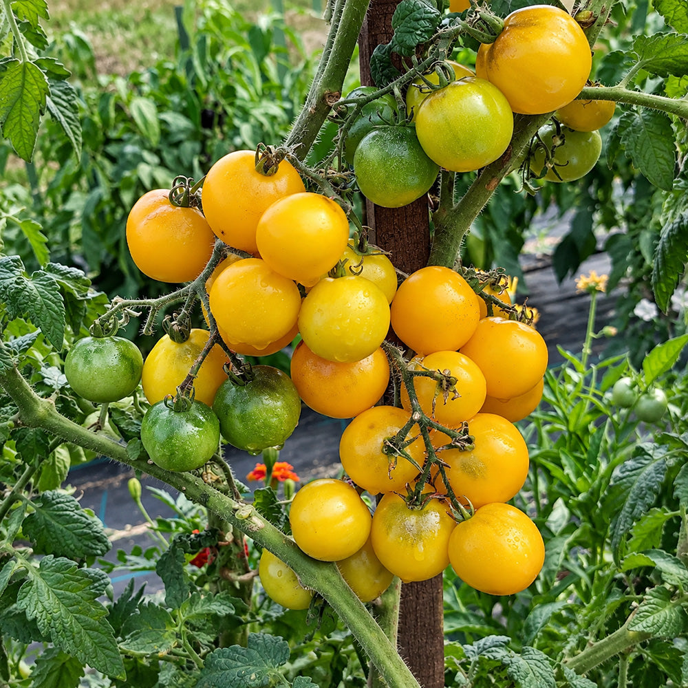 254 Dwarf Moby's Cherry Tomato