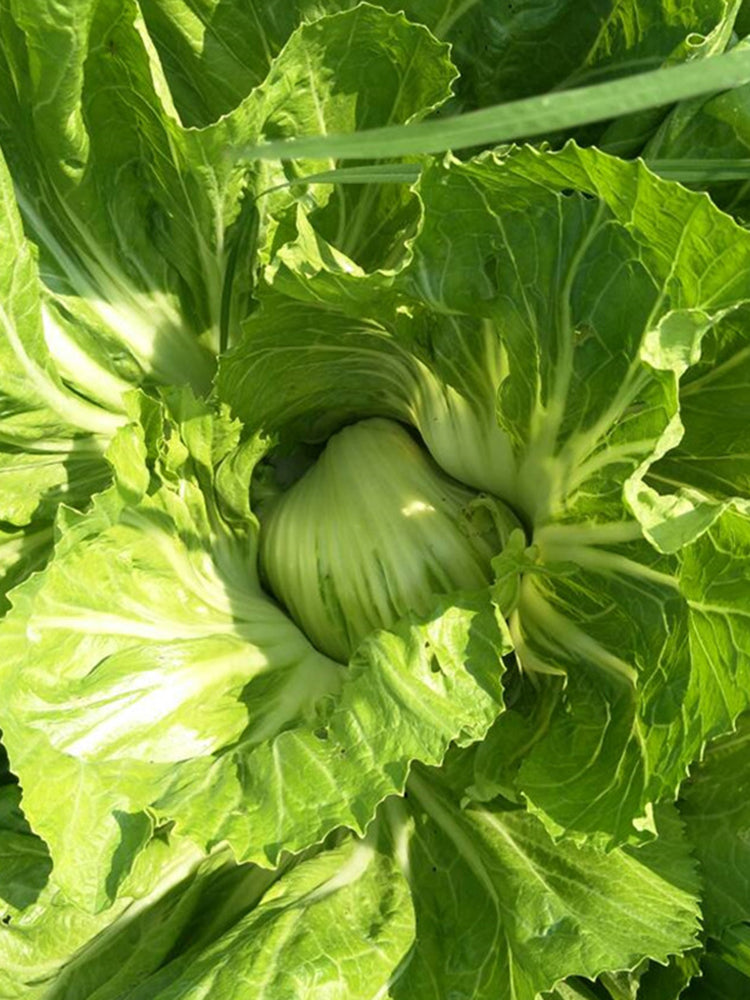 'Selected Dapingpu 818' Mustard Greens