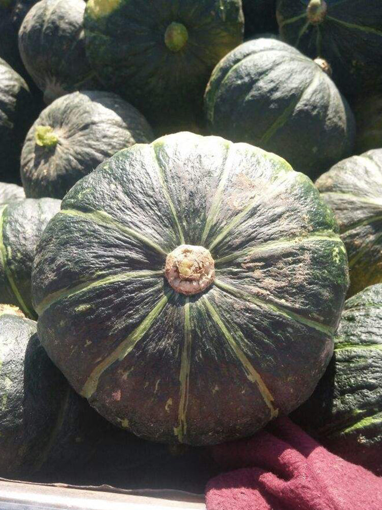'Yi Nong Jin Li' Pumpkin