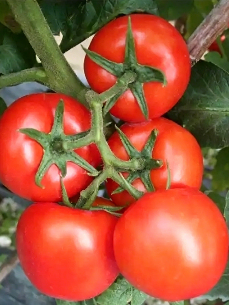 Venice F1-199 Tomato