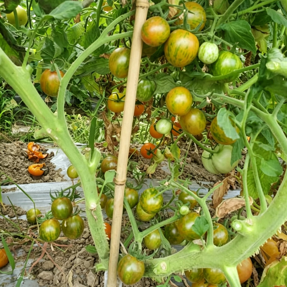 809 Green Bumble Bee Tomato