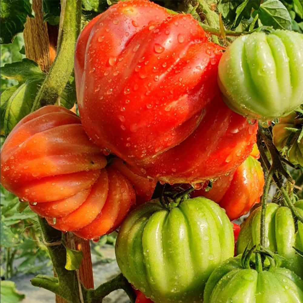659 Wife's Gift Tomato