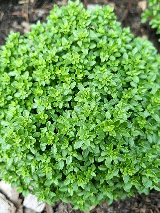 Aristotle Basil
