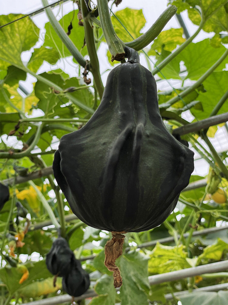 Hezhichun Decorative Pumpkin Seed Mix