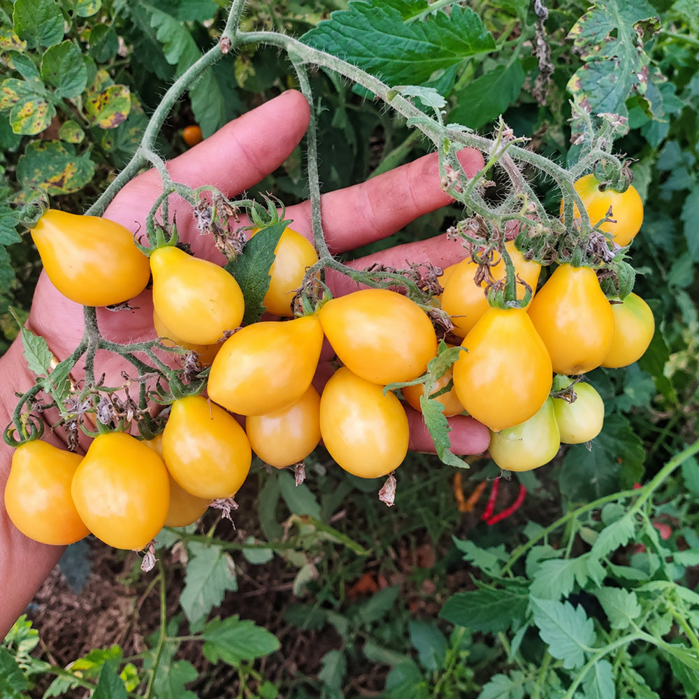 215 Kozula 139/4 Tomato