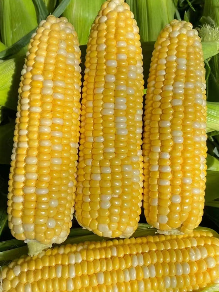 'Etianyu No.3' Corn
