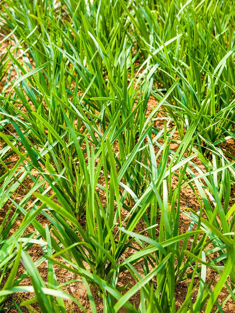 Fairy Green Perennial Ryegrass