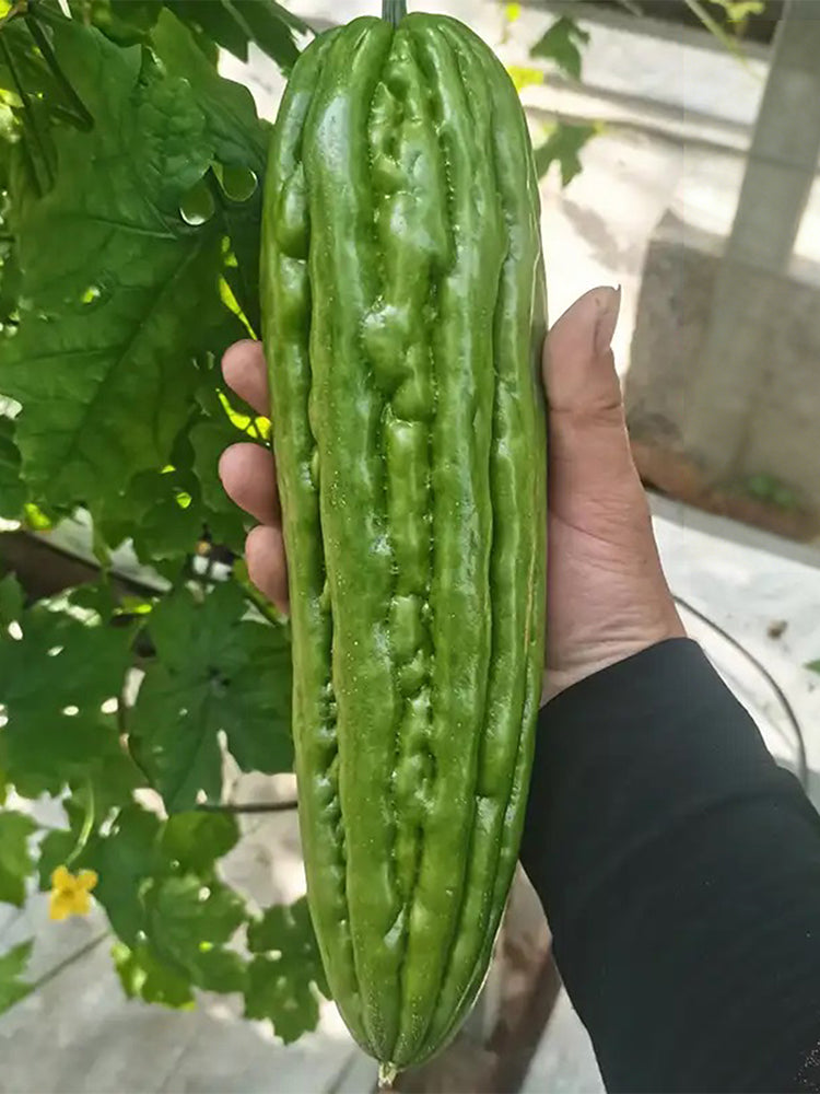'Xinjinxiu No.12' Bitter Melon