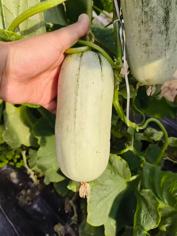 Flying 72 Sweet Melon F1 Hybrid