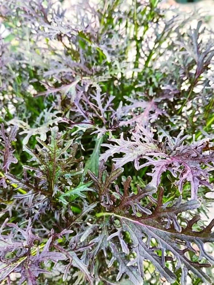 Fine-Leaf Purple Mustard