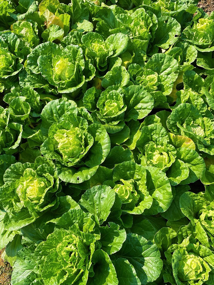 Hongbao Heading Cabbage