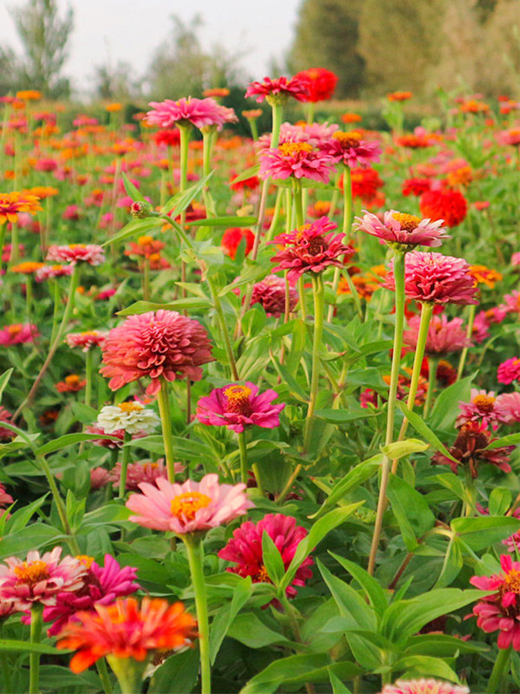He Zhi Chun Zinnia elegans
