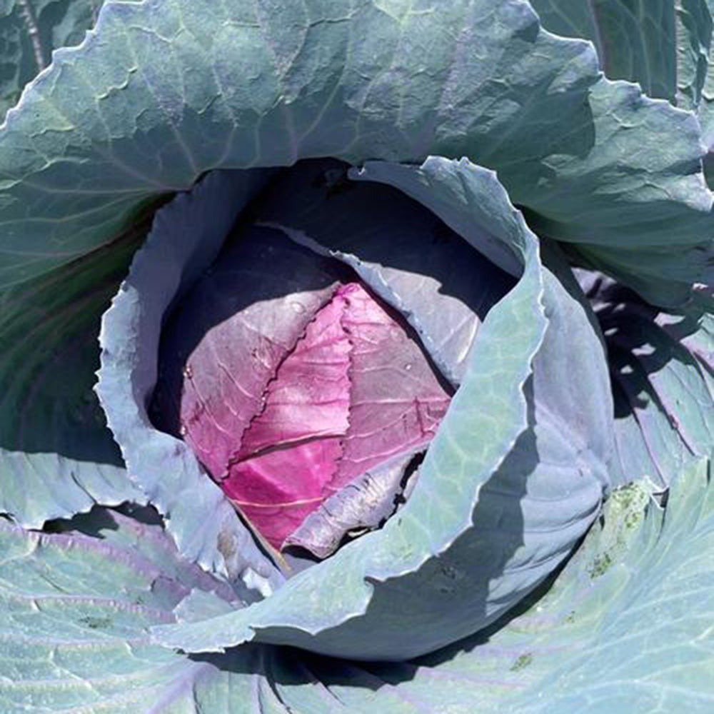 W957 Purple Wind Red Cabbage