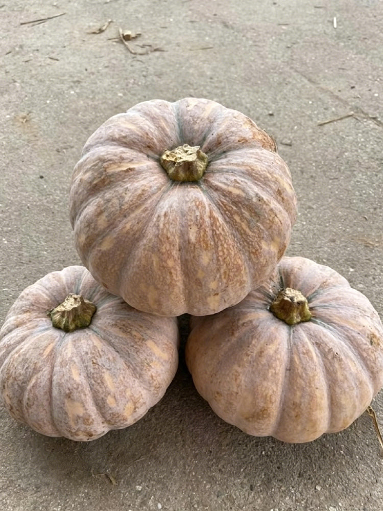 'Jing Xiangmi 201' Pumpkin