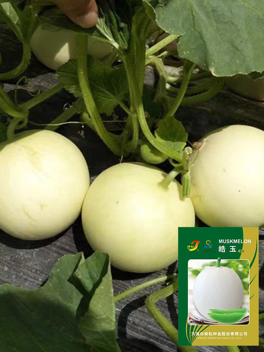 Haoyu Sweet Melons