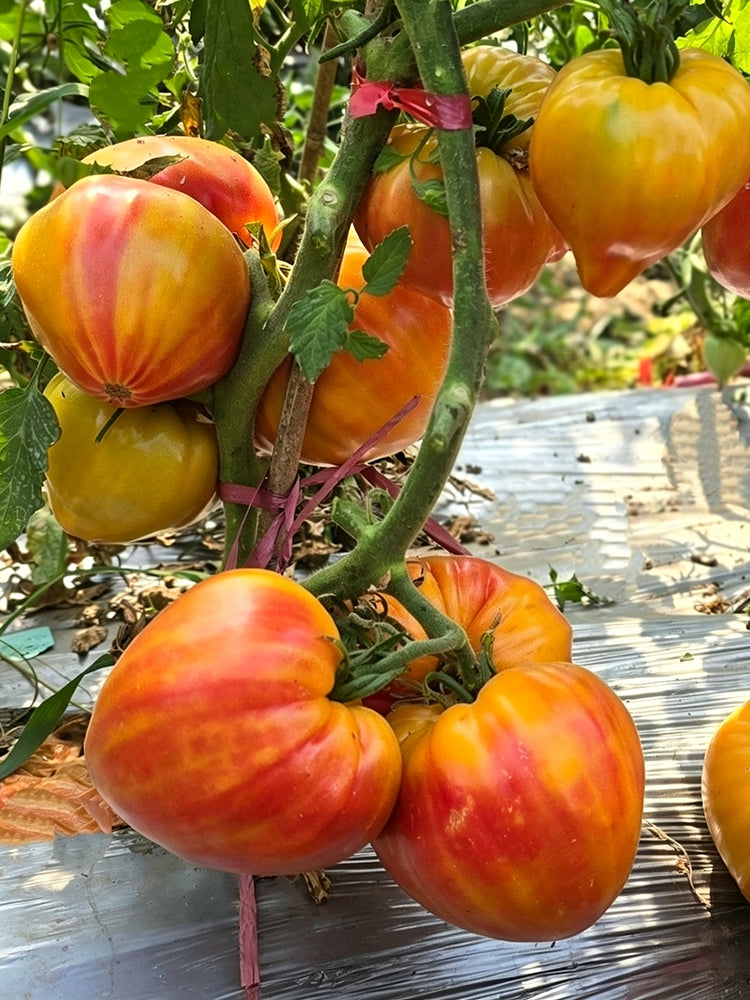 867 Bicolor Beloved Heart Tomato