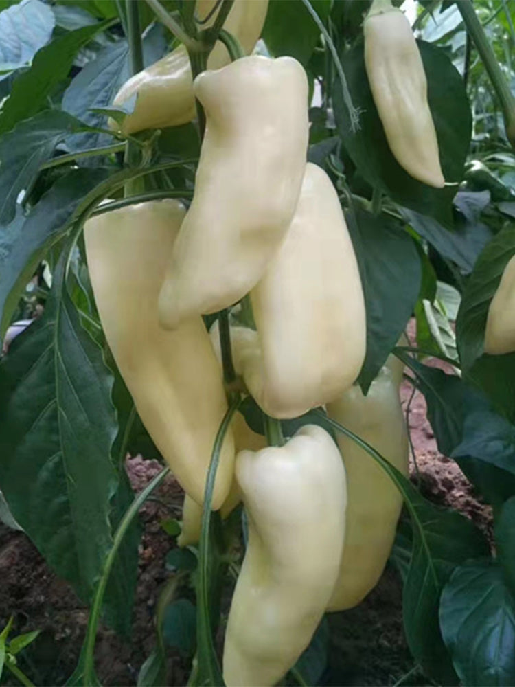 Baifumei White Chili Peppers