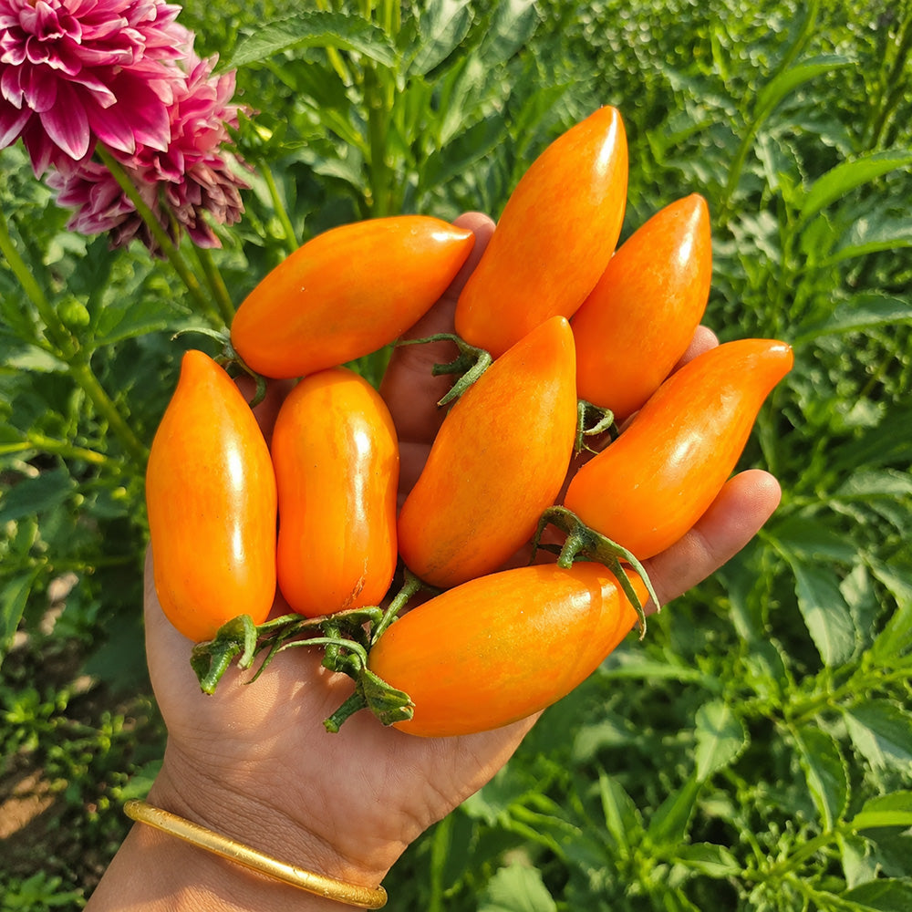 110 Blush 2.0 Tomato
