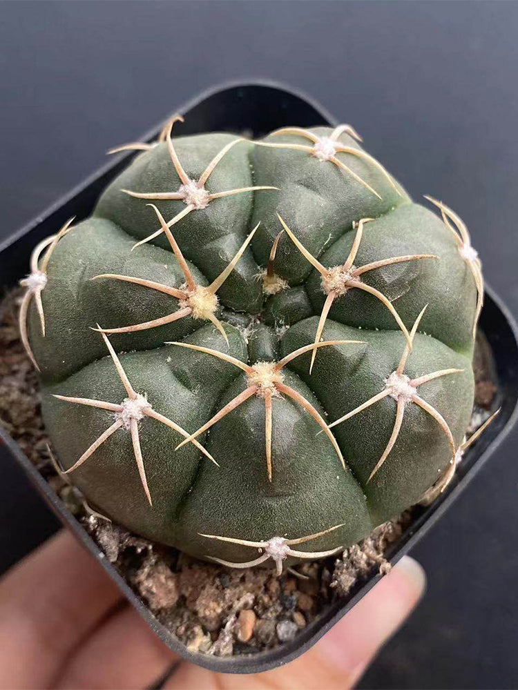 Gymnocalycium denudatum var. paraguayensis