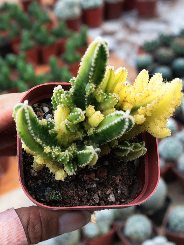 Variegated 'Fairy Castle' Live Cactus