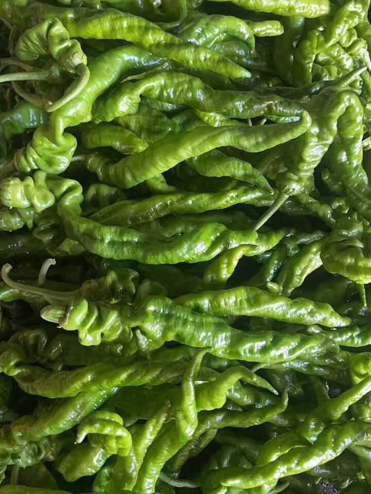 Julong 828 Long Pepper