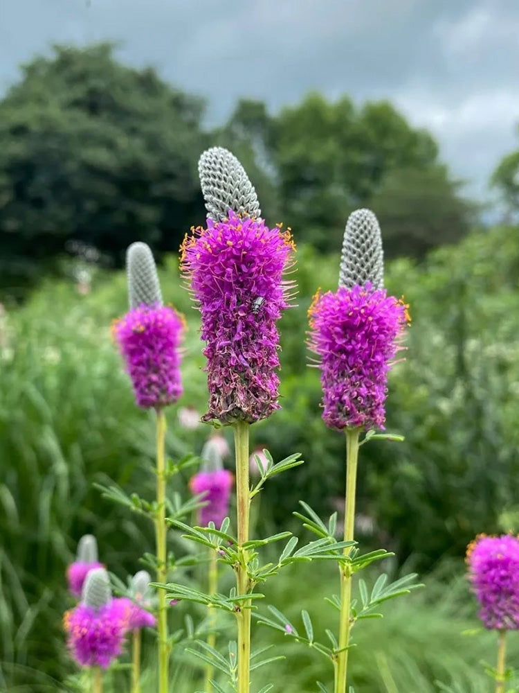 Purple Prairie Clover