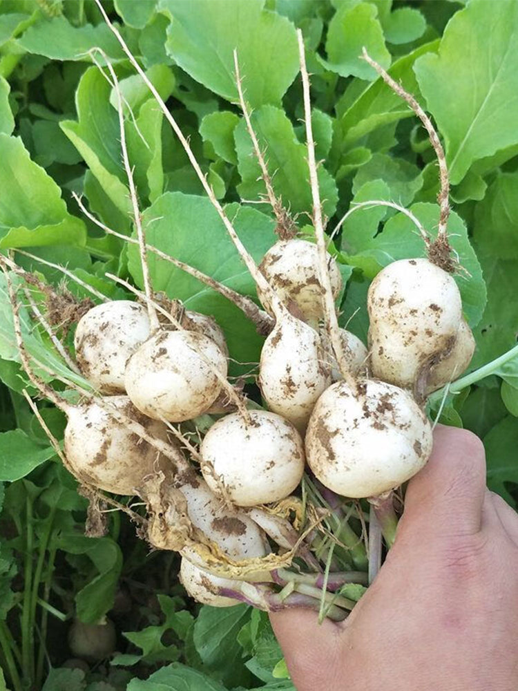 White Cherry Radish Hybrid