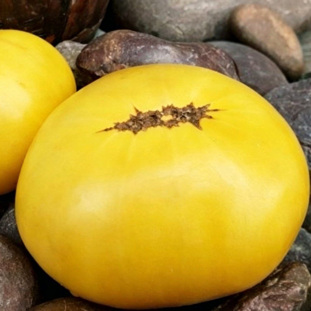 797 Golden Buddha Tomato