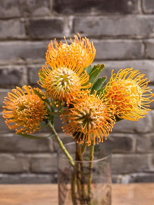 Orange Pincushion Protea