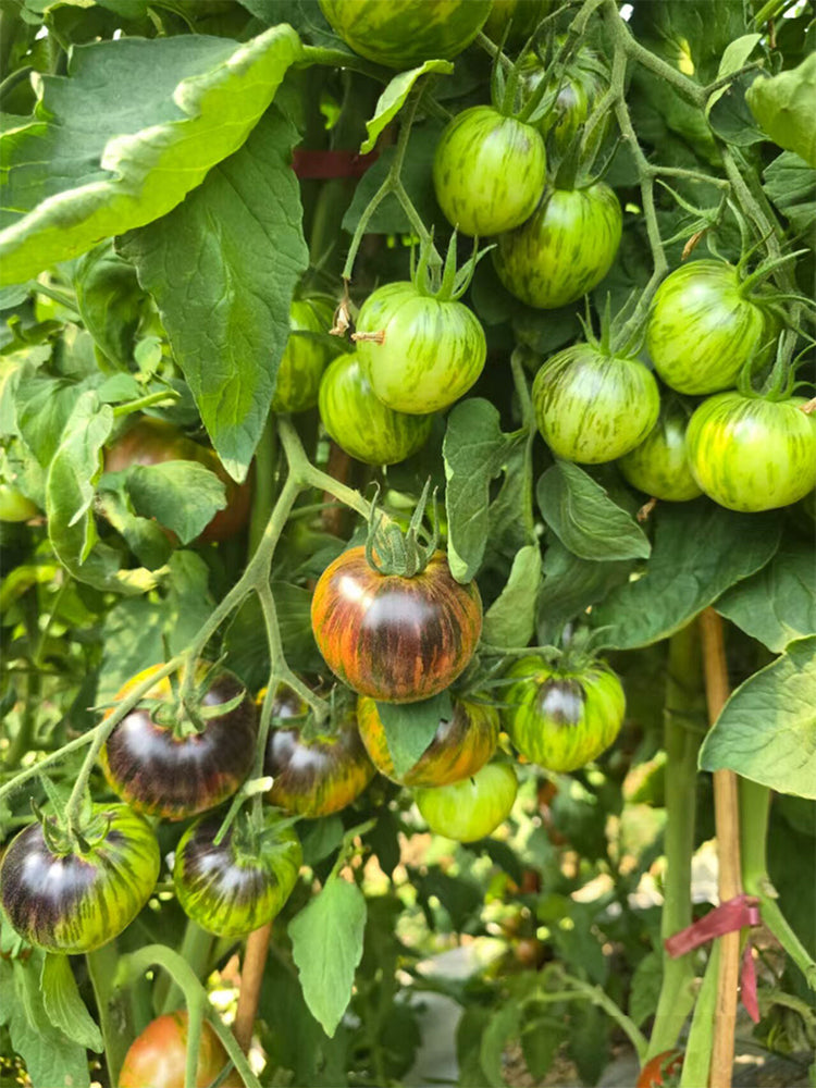 Far Sky Cherry Tomato