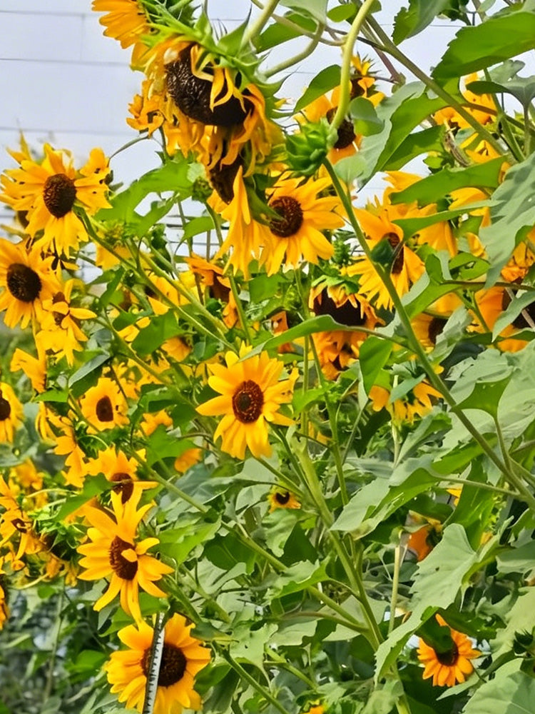 Giant Branching Sunflower