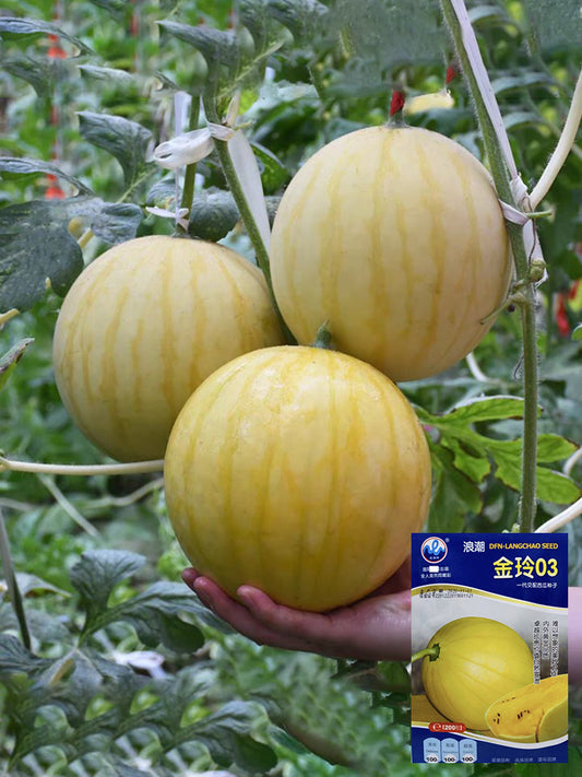 'Jinling 03 Golden' Round Watermelon
