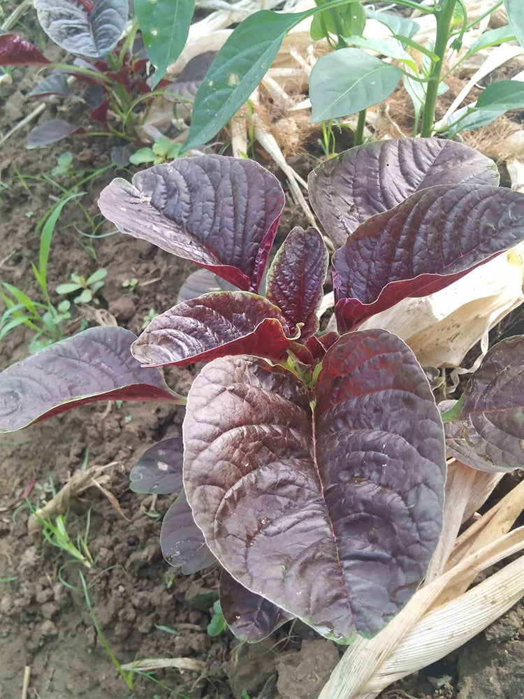 Red Round Leaf Amaranth