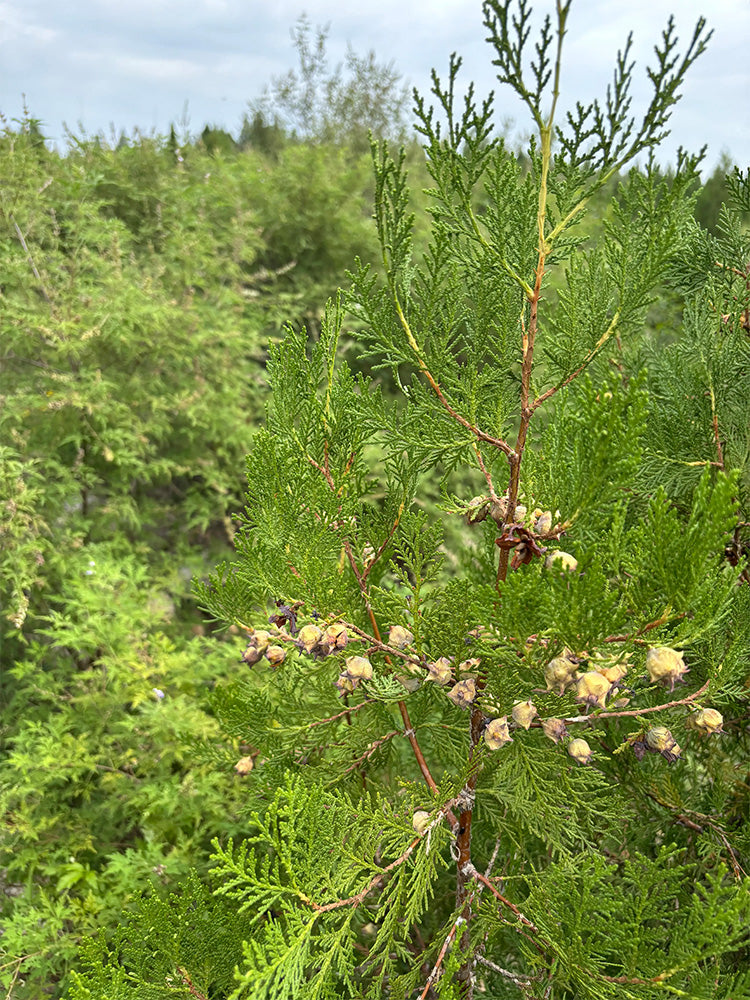 Chinese Arborvitae (Platycladus orientalis)