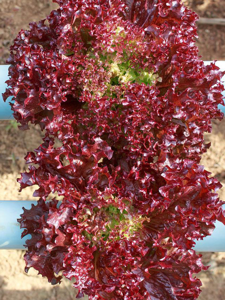 Purple Rosa Lettuce