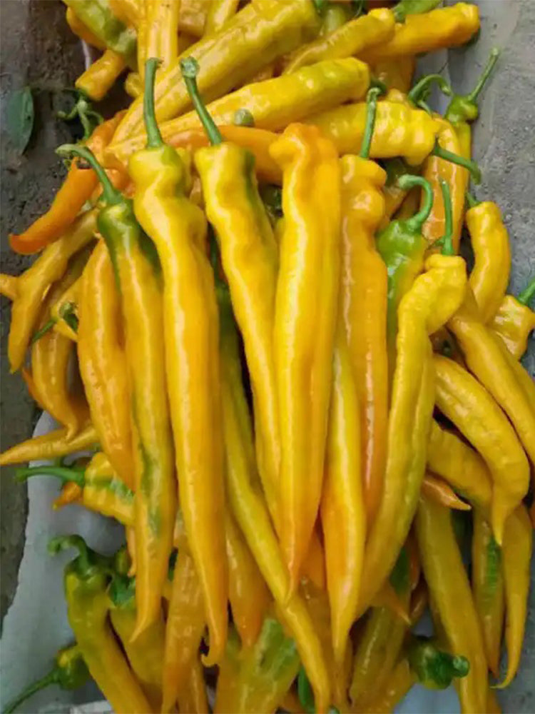 Golden Fragrant Horn Peppers